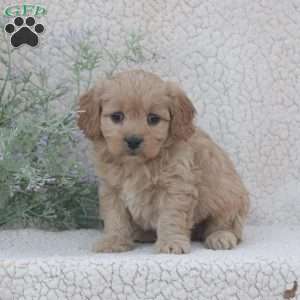 Honey, Cavachon Puppy